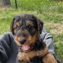 Yellow Collar - Black and tan male Airedale Terrier puppy in St. Cloud, Minnesota from RegalAire Kennels