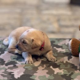 Labrador Retriever Puppies from Central Texas Labs