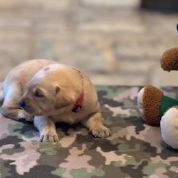 Labrador Retriever Puppies from Central Texas Labs