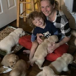 Golden Retrievers from J-R Farms Goldens