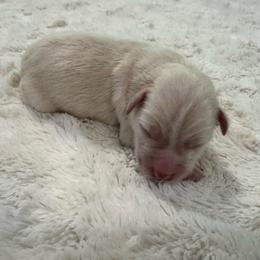 Archie - White male Miniature Schnauzer puppy in Auburn, Georgia from Very Special Mini Schnauzers