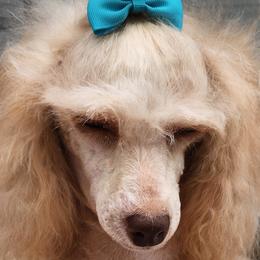 Pomeranians and Poodles from Tanner's Majestix Kennels