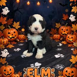 ELM - Black and white male Sheepadoodle puppy in Riverside, California from Downtown Doodles & Frenchies