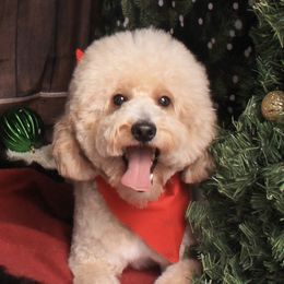 Woody - Goldendoodle