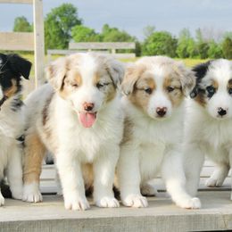 Australian Shepherd Puppies from Real McCoy Australian Shepherds