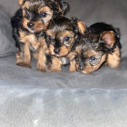 Yorkshire Terrier Puppies from Indiana yorkies