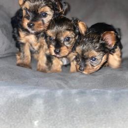 Yorkshire Terrier Puppies from Indiana yorkies