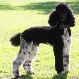 Beau - Poodle