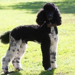 Beau - Poodle