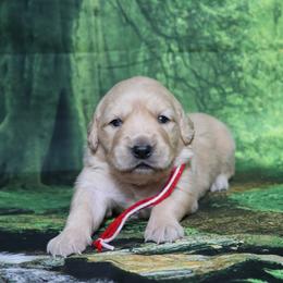 Maddison red collar - Golden female Golden Retriever puppy in Great Falls, Montana from VS Golden Fields
