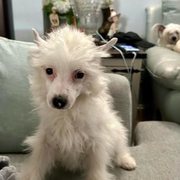 Puff girl - White female Chinese Crested puppy in Rockvale, Tennessee from Cosmic Chinese Cresteds & Wind-Echo Poodles