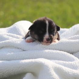 Boy 1 Blue - Black and tan male Pembroke Welsh Corgi puppy in Ville Platte, Louisiana from Flat town corgis