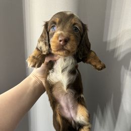Dachshund Puppies from Dreaming of Dachshunds