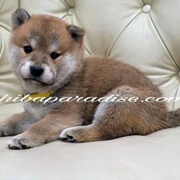 Kimi - Red female Shiba Inu puppy in Tualatin, Oregon from Shiba Paradise