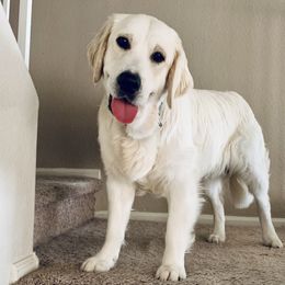 Encho - Golden Retriever