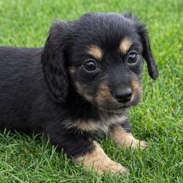 Aspen - Black and cream male Dachshund puppy in Salem, Oregon from Longdox Mini Dachshunds