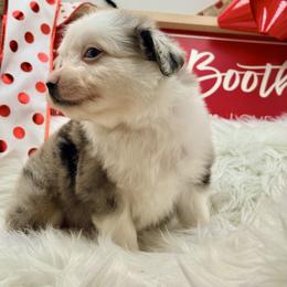 Comet - Blue merle male Toy Australian Shepherd puppy in Blacksburg, South Carolina from Blue’s Family Aussies