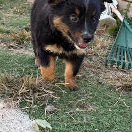 BTG - Black tri female Miniature Australian Shepherd puppy in Bethany, Illinois from Rachel at Marrowbone Creek Aussies
