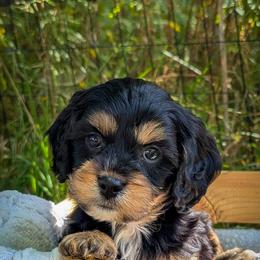 Cavapoo Puppies from WW Cavapoos