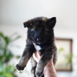 Fury - Sable female German Shepherd puppy in Coarsegold, California from Yosemite Shepherds