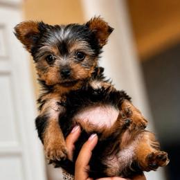 Zoe - Black and tan female Yorkshire Terrier puppy in Parma, Ohio from My Exotic Yorkies LLC