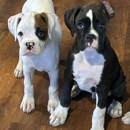 Mack - White male Boxer puppy in Bonesteel, South Dakota from KP Boxers