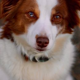 Miniature Australian Shepherds from Fisher Farm