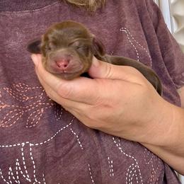 Aurelia - Chocolate and tan female Dachshund puppy in Riverton, Wyoming from Wild Rose Ridge Doxies