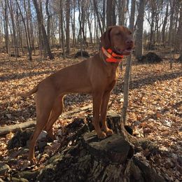 Ginger - Vizsla