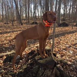 Ginger - Vizsla