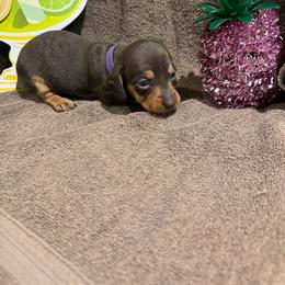 Purple collar short hair - Chocolate female Dachshund puppy in Pleasant Plains, Arkansas from JGBs Silver Spur Dachshunds