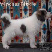 Princess Pickle - White female Tornjak puppy in Albright, West Virginia from Pine Spring Farm