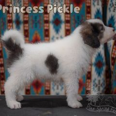 Princess Pickle - White female Tornjak puppy in Albright, West Virginia from Pine Spring Farm