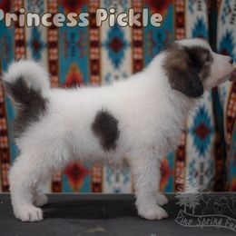 Princess Pickle - White female Tornjak puppy in Albright, West Virginia from Pine Spring Farm