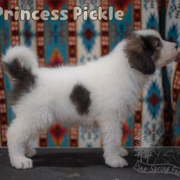 Princess Pickle - White female Tornjak puppy in Albright, West Virginia from Pine Spring Farm