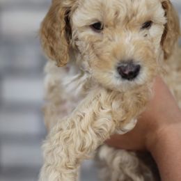Aussiedoodle Puppies from Peachydoodlepups