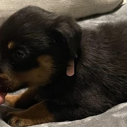 Rottweilers from D&K Rottweilers