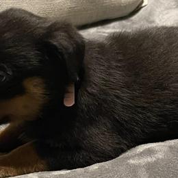 Rottweilers from D&K Rottweilers