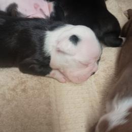 Daisy Mae - Brindle girl (Miss blue eye) - Black brindle and white female Boston Terrier puppy in Hamilton, Montana from Reds Studio