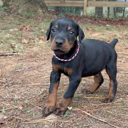 Archer - Black and rust male Doberman Pinscher puppy in Toney, Alabama from Bhon Mhuir Dobermanns
