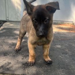 Black - xDutch Shepherd puppy from Crystal Coast Canine Training