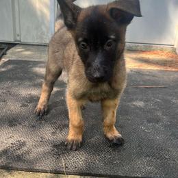 Black - xDutch Shepherd puppy from Crystal Coast Canine Training
