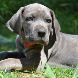 Lester - Gray brindle male Cane Corso puppy in Princeton, Minnesota from God Of War Cane Corso