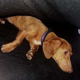 Minnie - Dachshund
