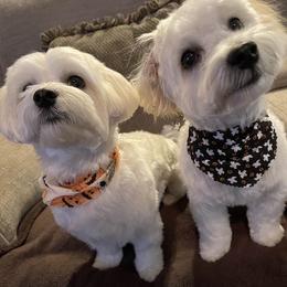 Maltese from Maltese Mania