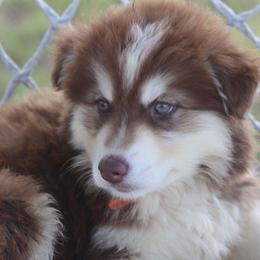 Titan - Red and white male Siberian Husky puppy in Gorman, Texas from Bransford Paw Pack/Timber Huskies