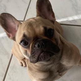 French Bulldogs from Blueline French Bulldogs