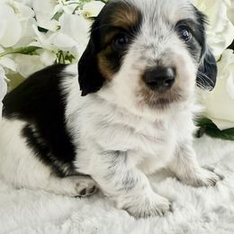 Dachshund Puppies from Chilidog Dachshunds