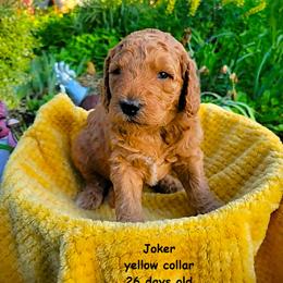 Joker - Red  male Goldendoodle puppy in Greer, South Carolina from South Paw Doodles