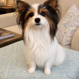 Alice - Biewer Terrier